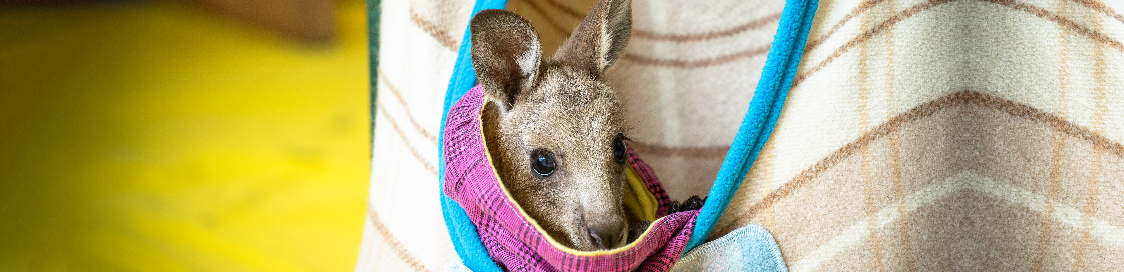 kangaroo joey in knitted pouch